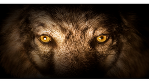 Loups, louves